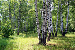 Изображения