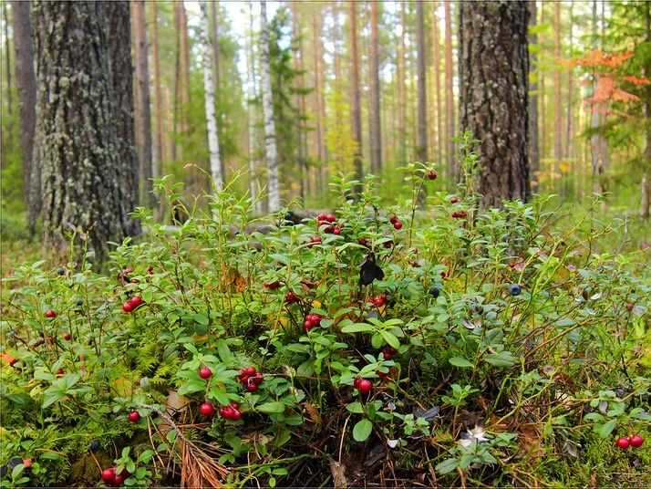 Изображения